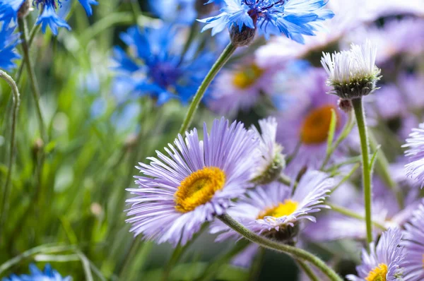 Bir demet leylak papatya ve çiçek.