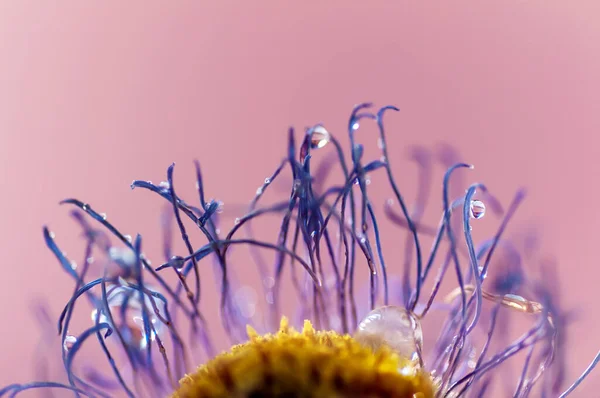 Gotas Água Pétalas Secas Disparo Macro Margarida Azul Fundo Rosa — Fotografia de Stock