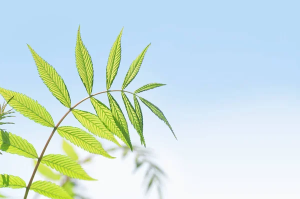 Изогнутая Ветка Зелеными Листьями Фоне Голубого Неба — стоковое фото