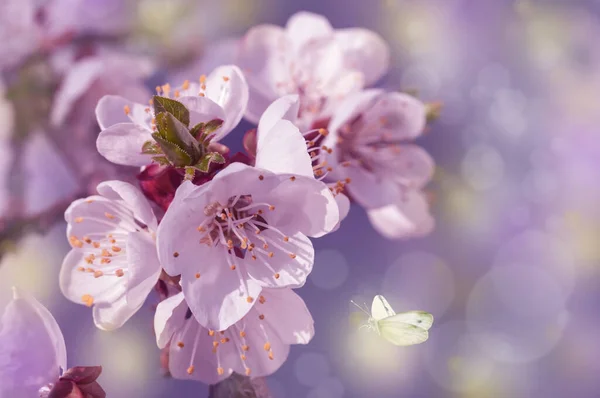 Wiśniowe Kwiaty Wiosną Parku Zbliżenie Wiosenne Tło Motylami — Zdjęcie stockowe