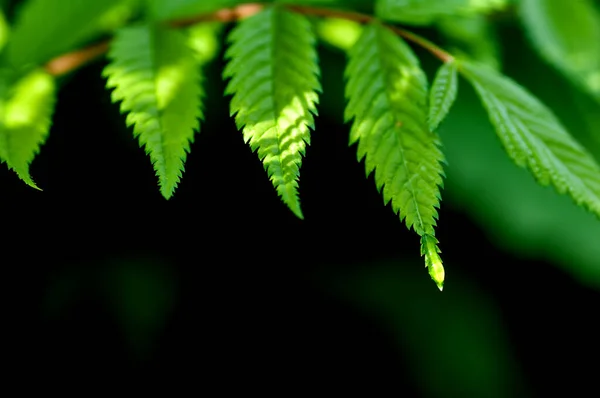 Junge Grüne Baumblätter Frühling Hintergrund — Stockfoto