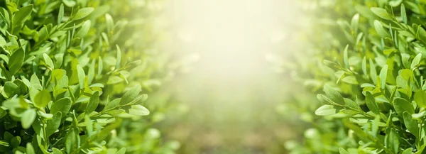 Natural Boxwood Bushes Sunlight Bushes Spring Background Panorama — Stock Photo, Image