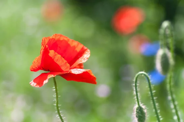 春の草地野生のケシの花のクローズアップ — ストック写真