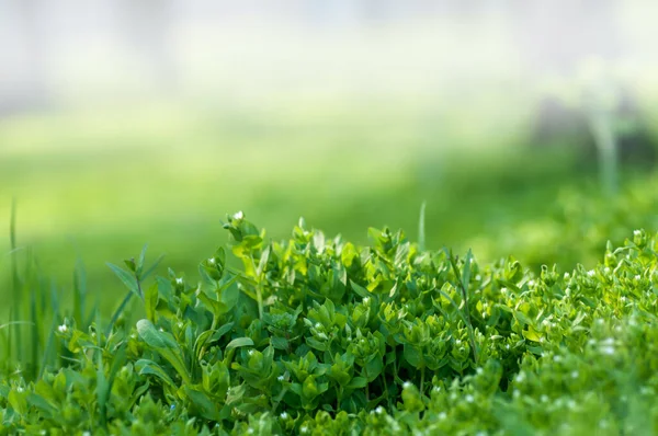 Frisches Grünes Gras Hintergrund Junges Gras Busch Nahaufnahme Frühlingswiese — Stockfoto
