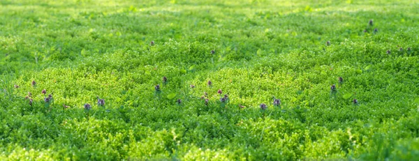 Baharda Çayır Taze Bitki Yeşil Çimlerin Arasında Leylak Çiçekleri — Stok fotoğraf