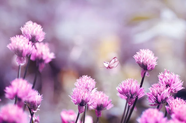 Heldere Verse Lila Bloemen Vlinder Vliegt Bloemen Delicate Lente Achtergrond Stockfoto