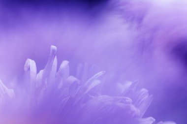 mor papatya yaprakları arka plan, yumuşak odak, yakın plan