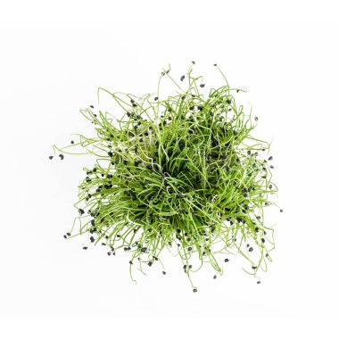 Beyaz arkaplanda filizlenmiş soğan tohumları, üst görünüm.