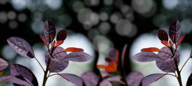 Bir ağacın kırmızı yaprakları manzarası, ilkbaharda siyah arka planda genç yapraklar.