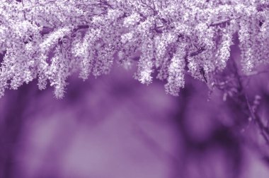 Çiçek açan çalılar, bahar arkaplanı.