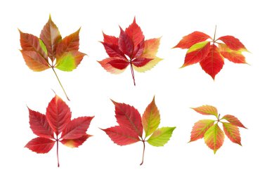 Clipart yabani asma yaprakları, Sonbahar yapraklarının parlak renkleri.