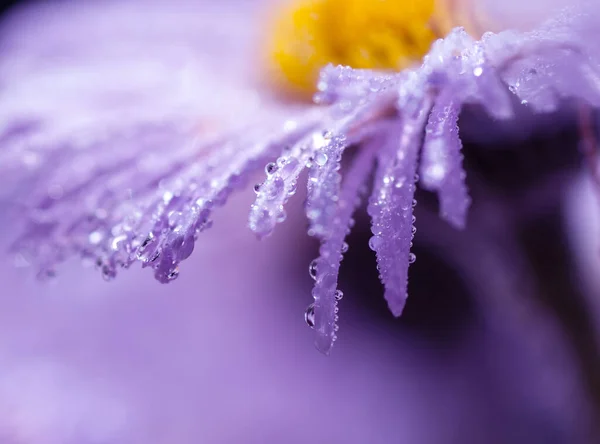 Gotas Água Pétalas Margarida Roxas Tiro Macro — Fotografia de Stock