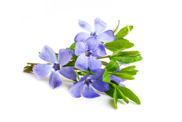 Small Bouquet Blue Flowers Lying White Background Isolated — Stock Photo, Image
