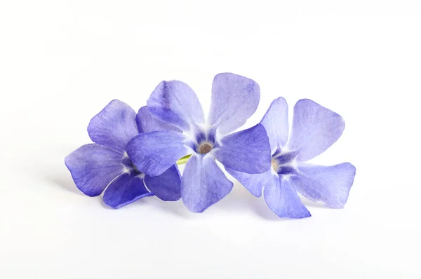 Blue Flowers Three Flowers Close Isolated White Background — Stock Photo, Image