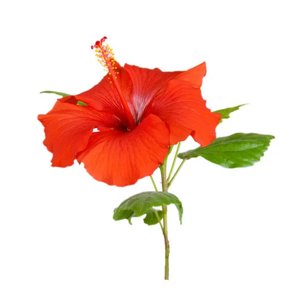 赤いハイビスカスの花のクローズアップ スタジオ ショット — ストック写真