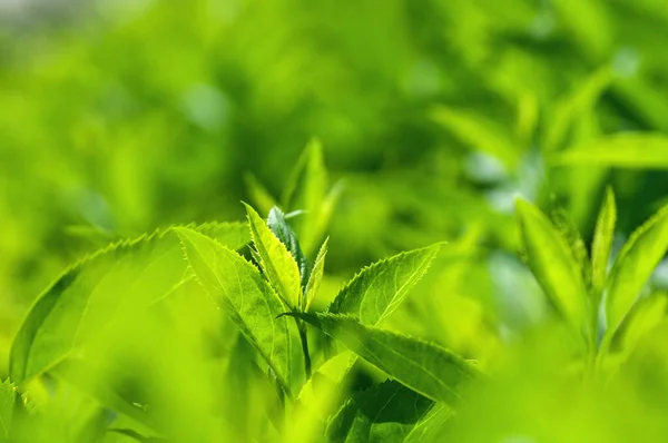 Свежие Зеленые Листья Кустарников Весной Парке Весенний Фон — стоковое фото