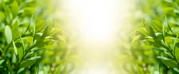 Panorama Young Boxwood Leaves Close Spring Mood — Stock Photo, Image