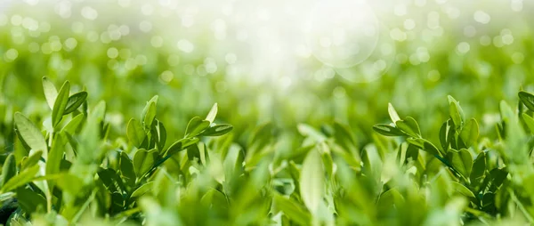 Panorama Fresh Young Leaves Boxwood Close Spring Mood — Stock Photo, Image