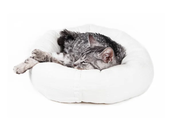 Gato Cinza Dormindo Uma Cama Branca Isolada — Fotografia de Stock