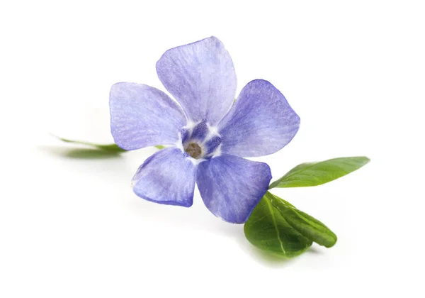 Blue Wild Flower Isolated White Background Close — Stock Photo, Image