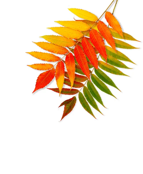 Twee Takken Met Herfst Heldere Gietstukken Geïsoleerd Witte Achtergrond — Stockfoto