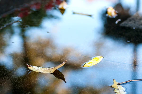 Hojas Otoño Charco Otoño Parque — Foto de Stock