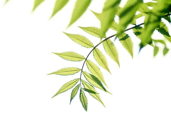 Verse Jonge Tak Met Groene Bladeren Geïsoleerd Witte Achtergrond — Stockfoto