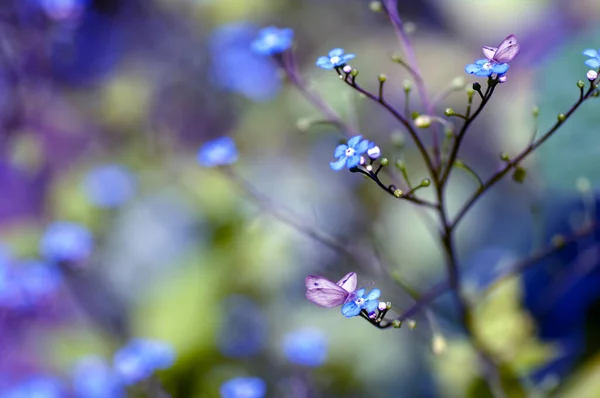 Doğadaki Unutkanlıklar Kelebekler Mavi Çiçeklere Oturur Bahar Havası — Stok fotoğraf