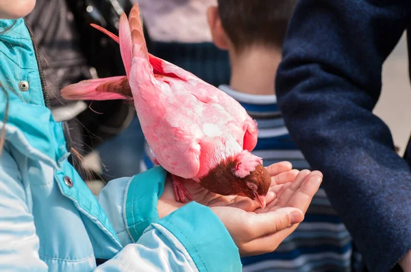 Pembe Güvercin Dekoratif Güvercin Türü Bir Kızın Ellerinden Yiyor — Stok fotoğraf