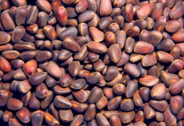 Çam fıstığı, yakın çekim fotoğraf