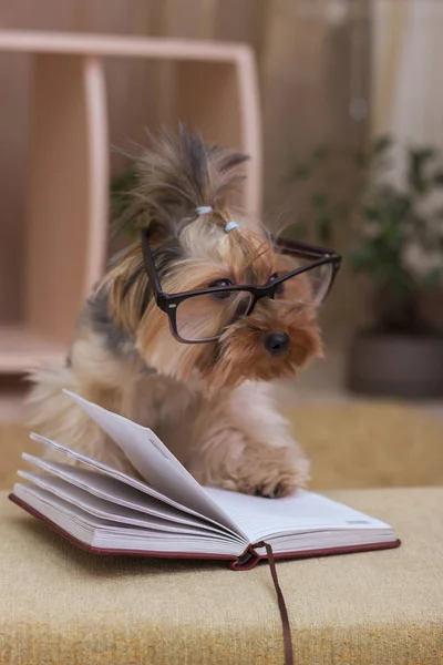 Yorkshire Terrier Con Zampa Cima Libro Indossando Occhiali — Foto Stock