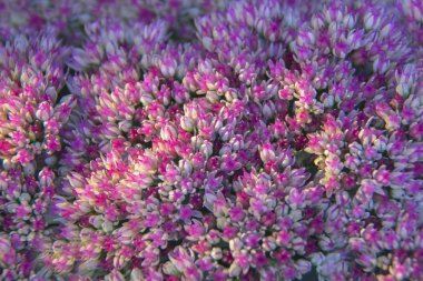 Bahçedeki çiçeklenme spectabile 'Parlak' (buz bitki) bir ülke yazlık bahçesinde pembe..