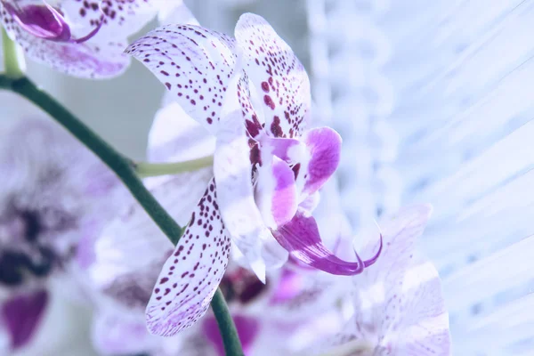Flor Orquídea Contra Una Ventana Con Persianas Venecianas Macro Imagen —  Fotos de Stock