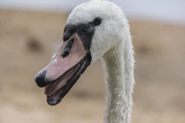 Swan'ın baş açık doğada görünümünü kapat.