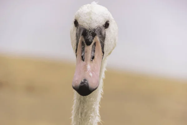 Vue Rapprochée Une Tête Cygne Dans Nature Plein Air — Photo