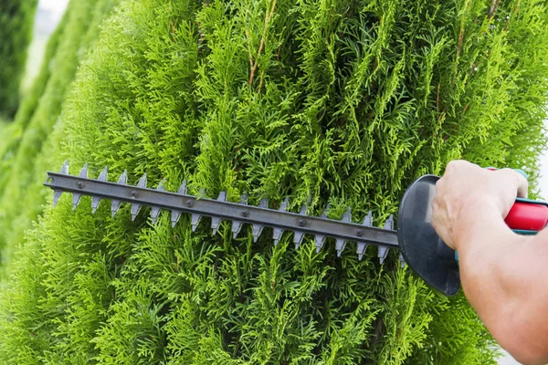 仕事でプロの園芸工具を持つ庭師 緑の植栽 — ストック写真