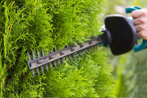 Jardineiro Com Ferramentas Jardim Profissionais Trabalho Plantação Vegetação — Fotografia de Stock