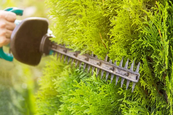 仕事でプロの園芸工具を持つ庭師 緑の植栽 — ストック写真
