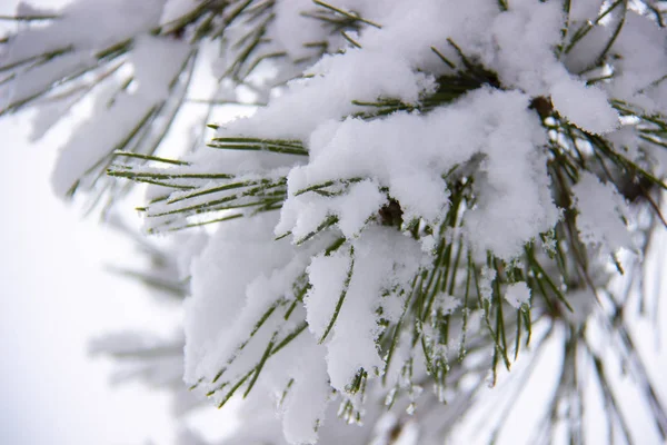 Güzel kış ağaç. Soğuk kış sezonu karla kaplı çam iğneleri brunch detayları yakın