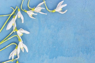 Kardelen - metin için yer ile mavi ahşap arka plan bahar beyaz çiçek.