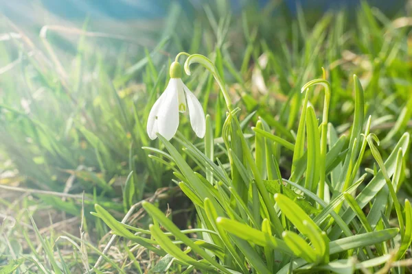 nowdrop spring flowers. Delicate Snowdrop flower is one of the spring symbols telling us winter is leaving and we have warmer times ahead. Fresh green well complementing the white Snowdrop blossoms