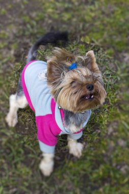 Yorkshire Terrier insanlar olmadan sokakta bahçede kızgın sırıtış.