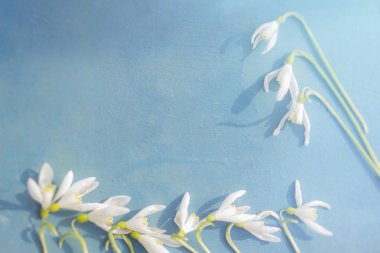 Kardelen - metin için yer ile mavi ahşap arka plan bahar beyaz çiçek.