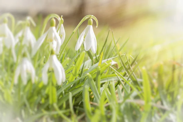 Snowdrop spring flowers. Delicate Snowdrop flower is one of the spring symbols telling us winter is leaving and we have warmer times ahead. Fresh green well complementing the white Snowdrop blossoms