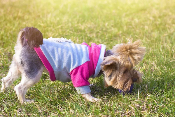 Niedliche Kleine York Terrier Auf Einem Grünen Rasen Freien Keine — Stockfoto