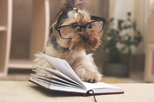 Yorkshire Terrier Con Pata Parte Superior Del Libro Con Gafas — Foto de Stock