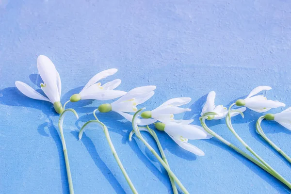 Caída Nieve Flor Blanca Primavera Sobre Fondo Madera Azul Con — Foto de Stock