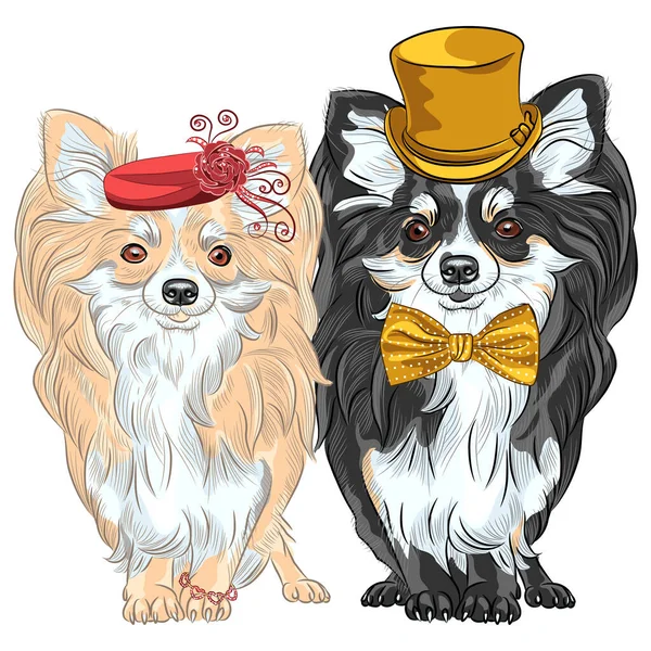 Set of dogs Chihuahua, Lady and Gentelman — Stock Vector