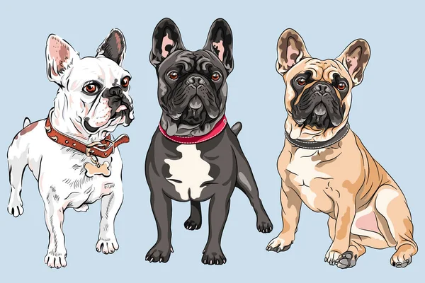 Vector set French Bulldog dogs — Stock Vector