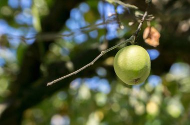 Tek bir yeşil elma yumuşak mavi gökyüzü ve yeşil arka plana sahip bir ağaç dalına asılı